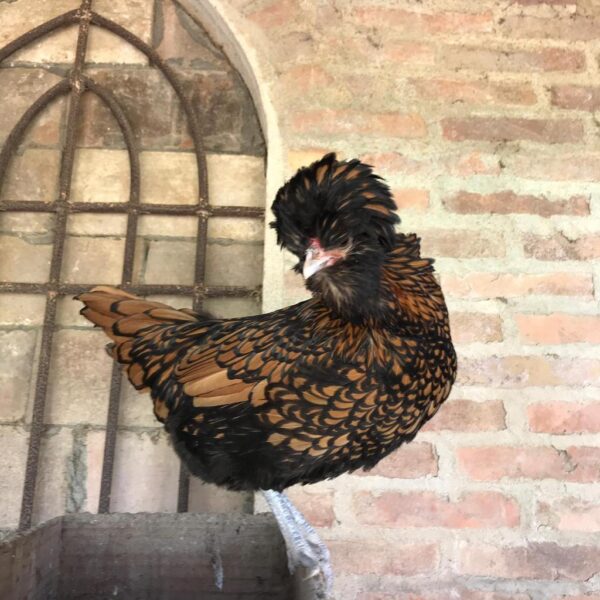 hen_antonietta_TheBorgodelBalsamico