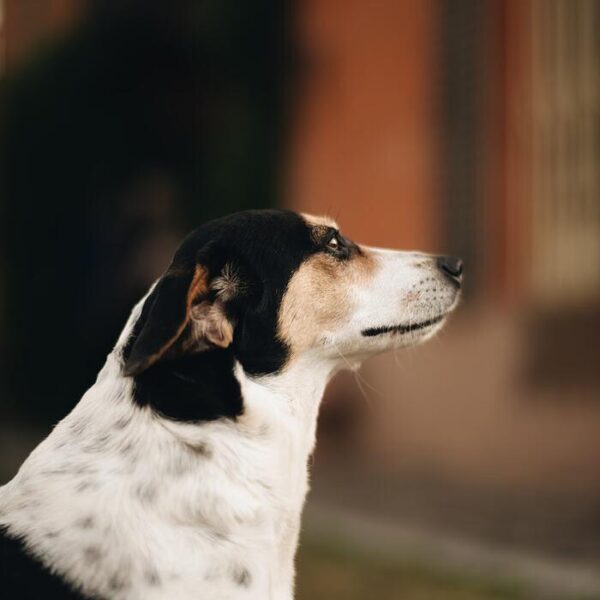 Jackie la nostra cagnolina. Il borgo del Balsamico è pet friendly