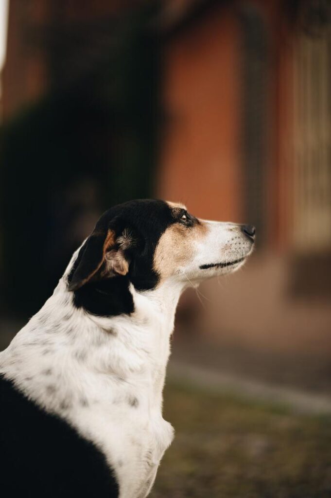 Jackie la nostra cagnolina. Il borgo del Balsamico è pet friendly